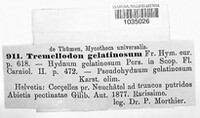 Tremellodon gelatinosum image